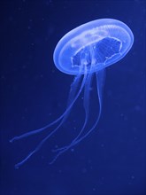 Common jellyfishes (Aurelia aurita)