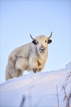 Domestic yak (Bos grunniens) on a snowy meadow in the mountains in tirol, Kitzbühel, Wildpark