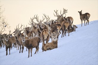 Red deer (Cervus elaphus) stags pack on a snowy meadow in the mountains in tirol, Kitzbühel,