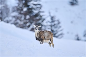 European mouflon (Ovis aries musimon) ewe on a snowy meadow in the mountains in tirol, Kitzbühel,