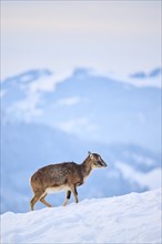 European mouflon (Ovis aries musimon) ewe on a snowy meadow in the mountains in tirol, Kitzbühel,