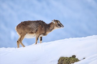 European mouflon (Ovis aries musimon) ewe on a snowy meadow in the mountains in tirol, Kitzbühel,