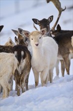 European fallow deer (Dama dama) does pack on a snowy meadow in the mountains in tirol, Kitzbühel,