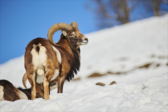 European mouflon (Ovis aries musimon) ram on a snowy meadow in the mountains in tirol, Kitzbühel,