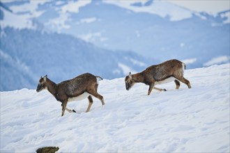 European mouflon (Ovis aries musimon) ewes on a snowy meadow in the mountains in tirol, Kitzbühel,