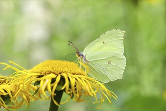 Lemon butterfly (Gonepteryx rhamny) on a yellow flower of a Greater Telekie (Telekia speciosa),