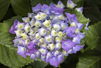 Hydrangea, flower, blue, Baden-Württemberg, Germany, Europe