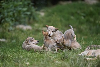 Timber Wolf (Canis lupus), two adult with cubs, captive, Germany, Europe