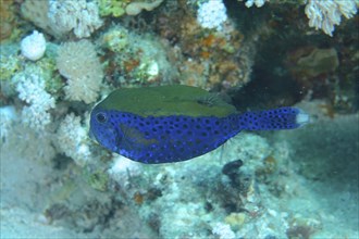 Bluetail trunkfish (Ostracion cyanurus), Dive site House reef, Mangrove Bay, El Quesir, Egypt, Red