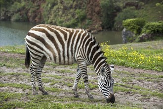 Burchell's zebra (Equus quagga burchellii) grazing grass in enclosure at the Cabarceno Natural