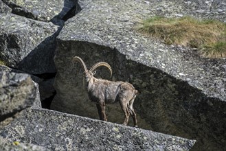 Moulting Alpine ibex (Capra ibex) in mountain rock face in the Alps in spring