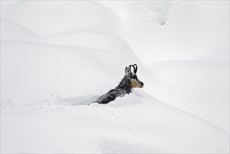 Chamois (Rupicapra rupicapra) foraging in deep powder snow in winter, Gran Paradiso National Park,