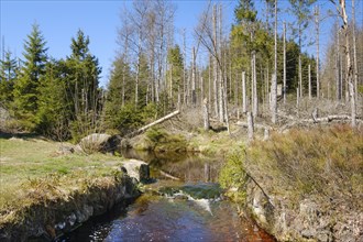 Rehberger Graben, moat, Geopark, St. Andreasberg, Harz National Park, Lower Saxony, Germany, Europe