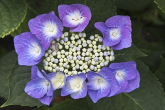 Hydrangea blossom, Emsland, Lower Saxony, Germany, Europe