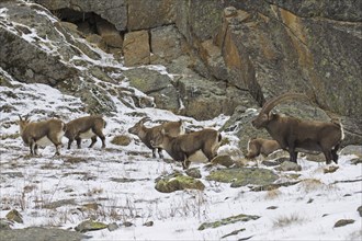 Alpine ibex (Capra ibex) herd with male and females during the rut in winter, Gran Paradiso