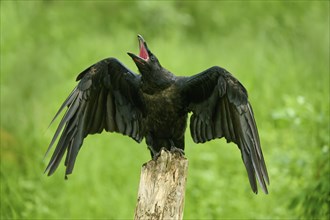 Common raven (Corvus corax), young bird sitting on wooden pole calling and flapping its wings,