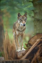 European gray wolf (Canis lupus), standing on tree trunk in forest, Germany, Europe