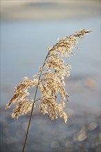 Common reed (Phragmites australis) seeds, detail, Upper Palatinate, Bavaria, Germany, Europe