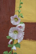 Flowering common hollyhock (Alcea rosea) at a half timbered house in Ystad, Scania, Sweden,