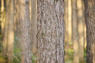 Scots pine (Pinus sylvestris) tree trunks, detail, Upper Palatinate, Bavaria, Germany, Europe