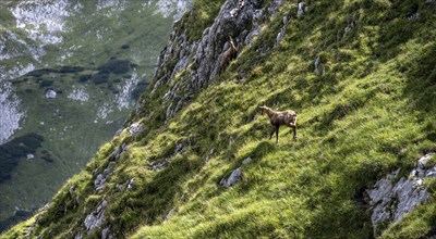 Chamois on a steep slope, Wetterstein Mountains, Bavaria, Germany, Europe