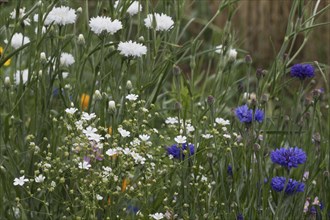 Flower meadow with cornflowers (Centaurea cyanea), Emsland, Lower Saxony, Germany, Europe