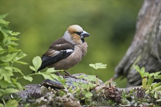 Hawfinch (Coccothraustes coccothraustes), Emsland, Lower Saxony, Germany, Europe