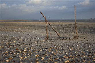 Ringed Plover (Charadrius hiaticula), clutch protection, protective basket for the clutch against