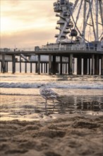 Seagull in front of the pier at sunset on the beach, The Hague, Netherlands