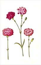 Clove pink (Dianthus caryophyllus) or noble carnation, in cultivated form usually garden carnation,