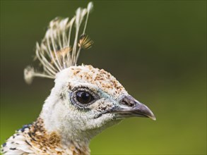 Portrait of Female Indian Peafowl (Pavo cristatus)