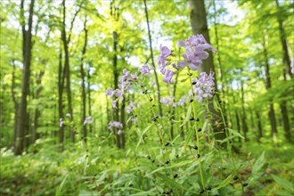 Large-flowered bittercress (Cardamine bulbifera), flowering, Hainich National Park, Thuringia,