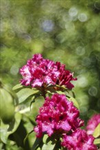 Red rhododendron (Rhododendron) flower, with bokeh in the background, in a garden, Wilden, North