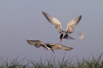 Common Tern (Sterna hirundo), dispute between adults over food, behaviour when food is scarce,