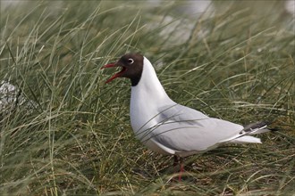 Black-headed Black-headed Gull (Chroicocephalus ridibundus), individual mating in the breeding