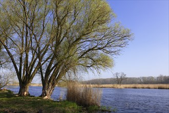 Willow trees on the banks of the Peene in spring, Flusslandschaft Peenetal nature park Park,