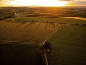 Fields near Babisnau in the evening. Babisnau poplar