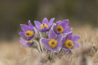 Spring cowbell (Pulsatilla vernalis), purple, field, Sweden, Europe