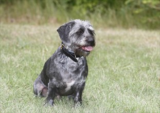 Dachshund Shih Tzu mix (Canis lupus familaris), male 4 years, sitting on the meadow, North