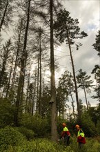 Press event forest damage