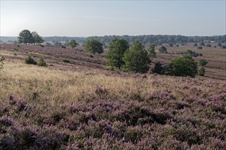 Heath blossom in the heath around the Wümmeberg in the Lüneburg Heath nature reserve.