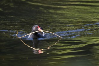 Common moorhen (Gallinula chloropus), swimming with nesting material in beak, Hesse, Germany,