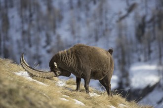 Territorial male Alpine ibex (Capra Ibex ibex) scent marking his territory during the rut in