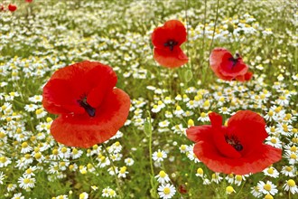 Poppy (Papaver) wild chamomile (Matricaria chamomilla) Flowering strip, sunrise, summer meadow,