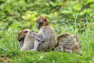 Barbary macaque (Macaca sylvanus), Occurrence in Morocco, captive, Rhineland-Palatinate, Germany,