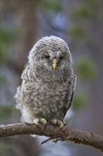 Ural owl (Strix uralensis) owlet perched in tree, Scandinavia