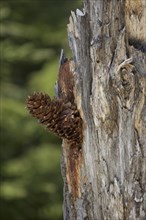 Pine cones lodged in tree by Great Spotted Woodpecker (Dendrocopos major) Sweden