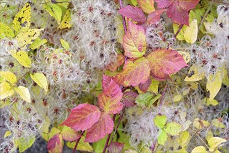 Blackberry (Rubus sect. Rubus), leaves with autumn colouring, woodland vine (Clematis vitalba) with