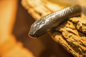 The coastal taipan (Oxyuranus scutellatus), Lone Pine sanctuary, Brisbane, Queensland, Australia,