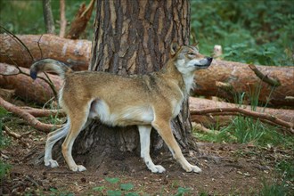 European gray wolf (Canis lupus), scratching on tree in forest, Germany, Europe